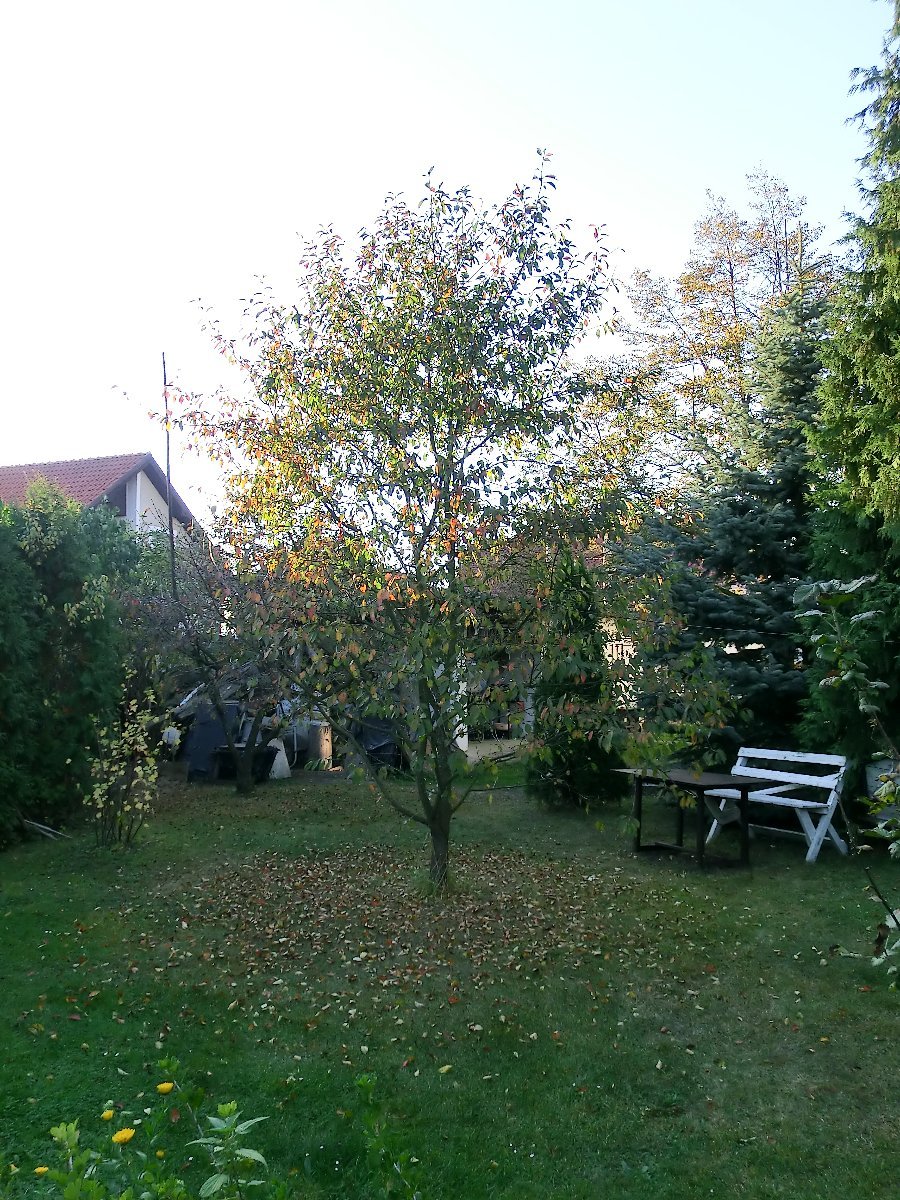 Stará Huť