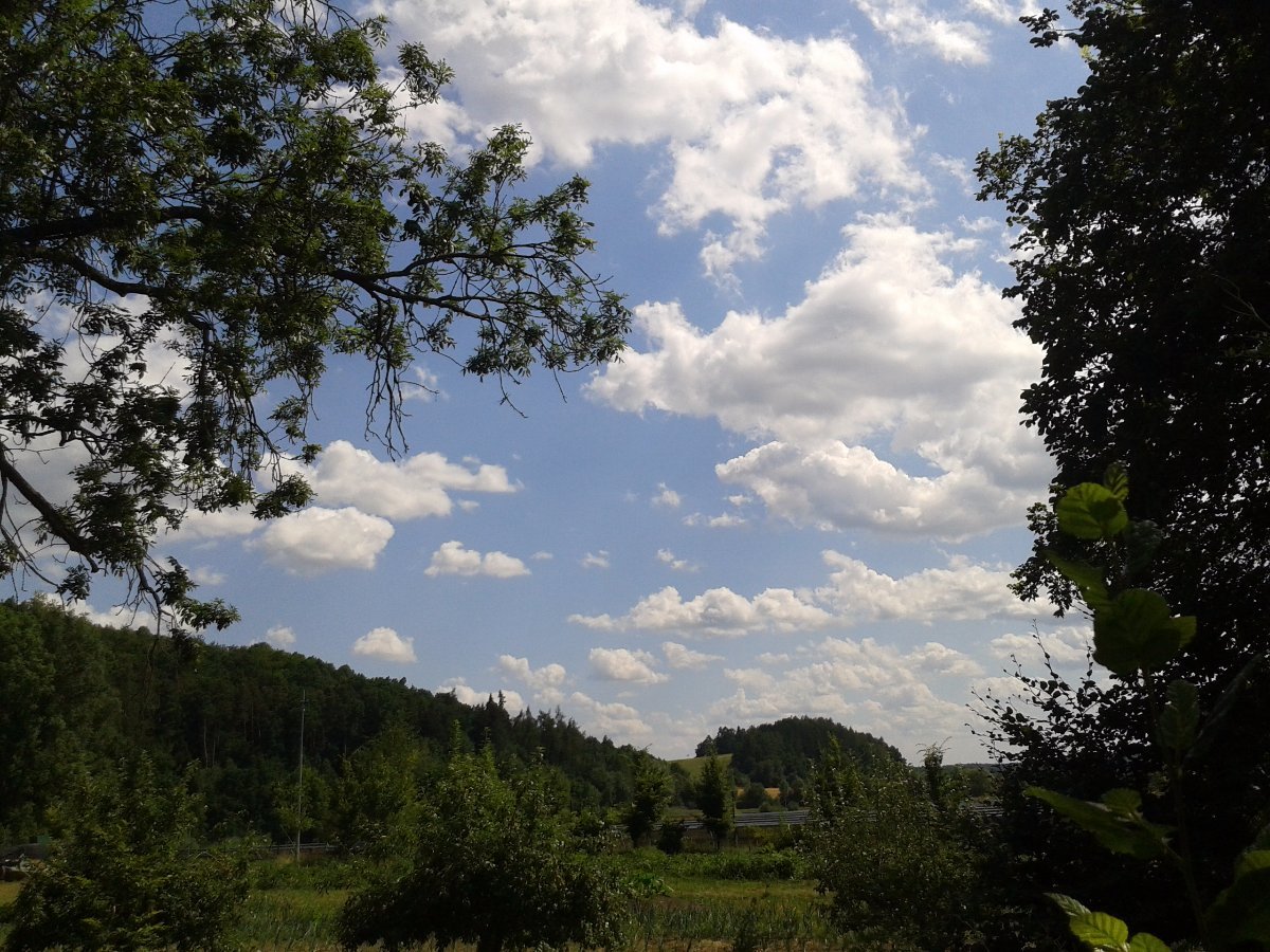 Vidov