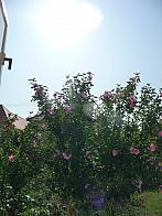 Třibřichy