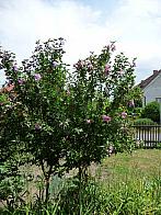 Třibřichy