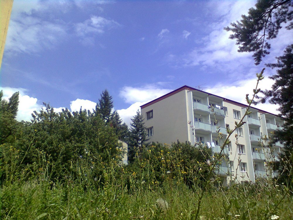 Borovina