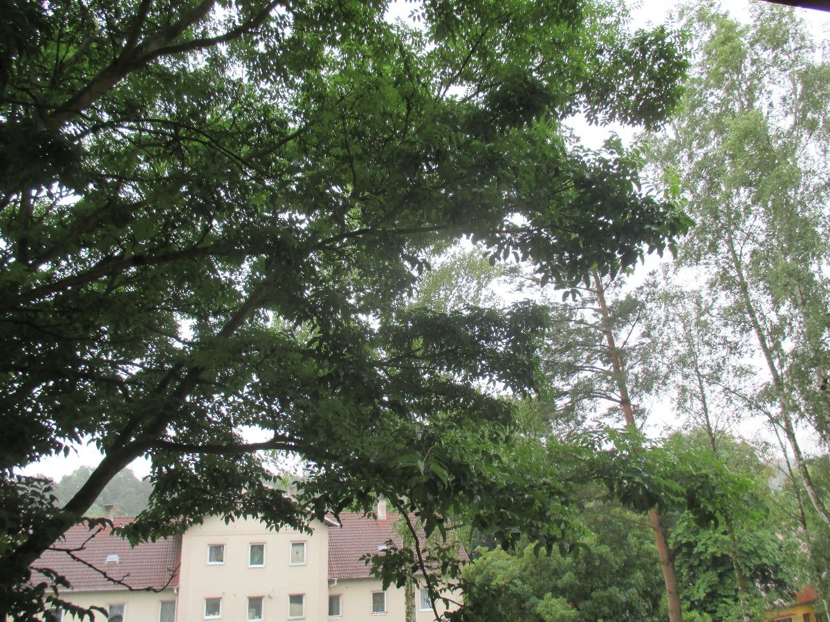Borovina