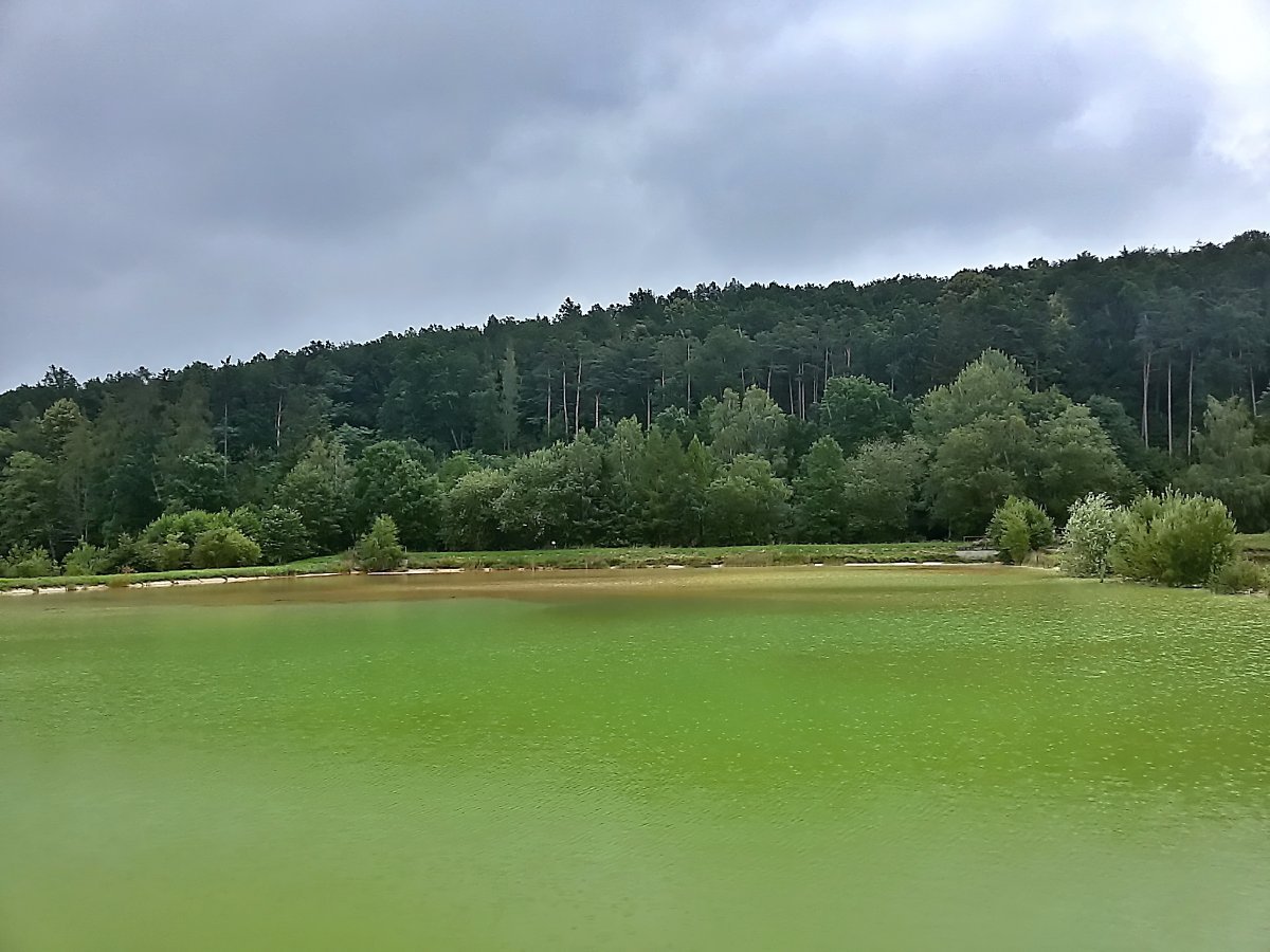 Vidov
