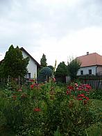 Třibřichy