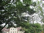 Borovina