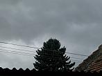 Třibřichy