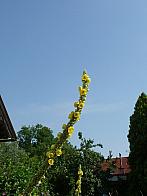Třibřichy