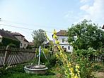 Třibřichy