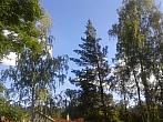 Borovina