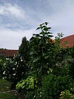 Fotografie