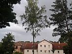 Borovina