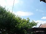 Třibřichy