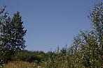 Ostarva