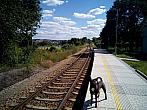 Borovina