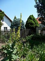 Třibřichy