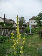 Třibřichy