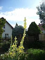 Třibřichy
