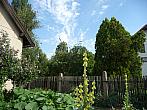 Třibřichy
