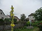 Třibřichy