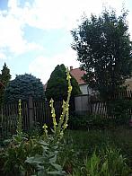 Třibřichy