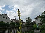 Třibřichy