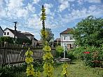 Třibřichy