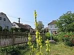 Třibřichy