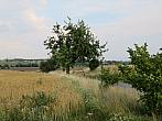 Třibřichy