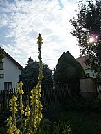 Třibřichy