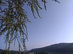 Zajíčkov