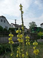 Třibřichy