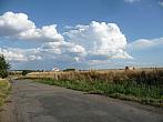 Třibřichy