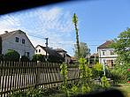 Třibřichy