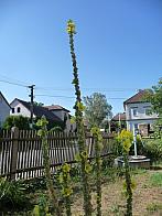 Třibřichy