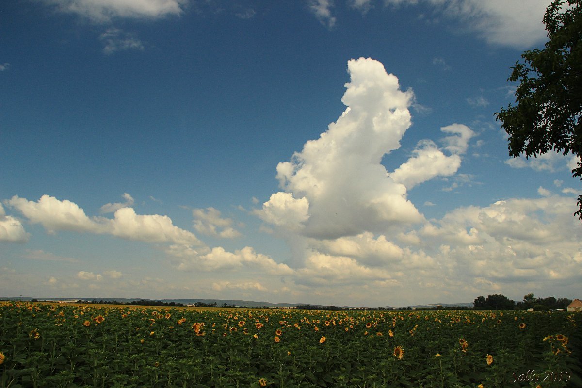Odrovice