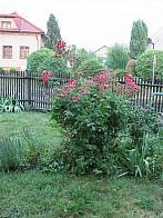 Třibřichy