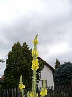 Třibřichy