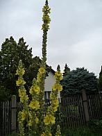 Třibřichy