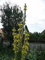 Třibřichy