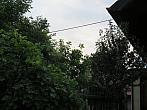 Třibřichy