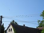 Třibřichy