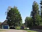 Třibřichy