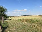 Třibřichy