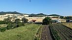 Podsedice