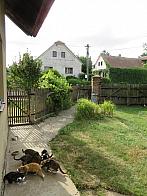Třibřichy