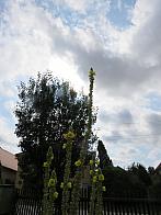 Třibřichy