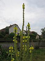 Třibřichy