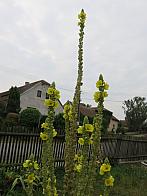 Třibřichy