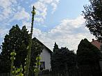 Třibřichy