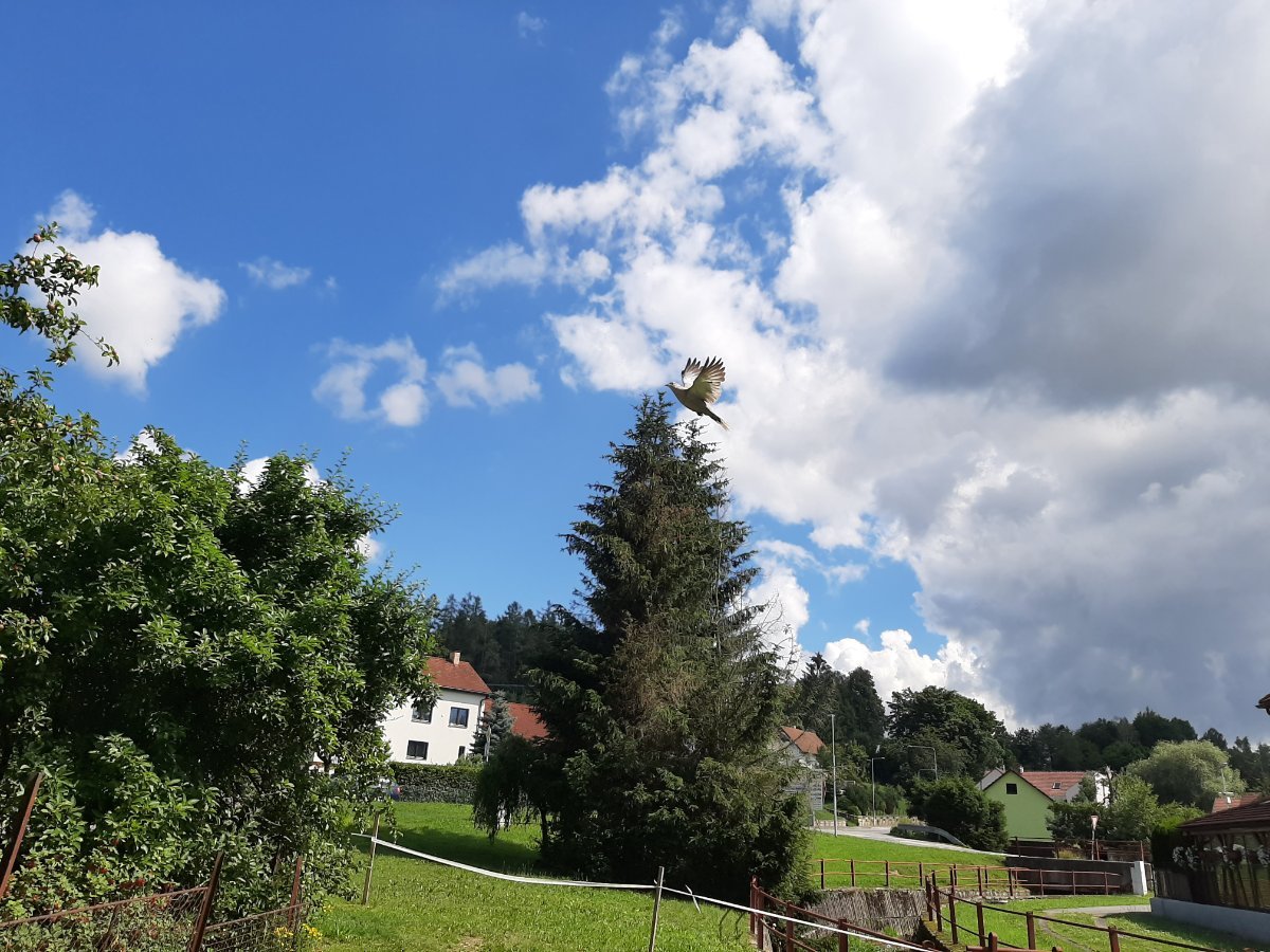 Olešná